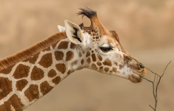 Look, face, branches, background, portrait, giraffe, profile, neck