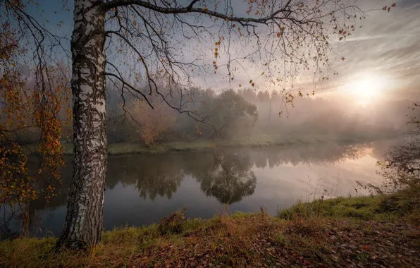 Picture autumn, the sun, rays, landscape, nature, fog, river, tree