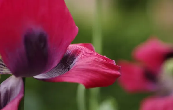 Picture macro, flowers, red, Mac