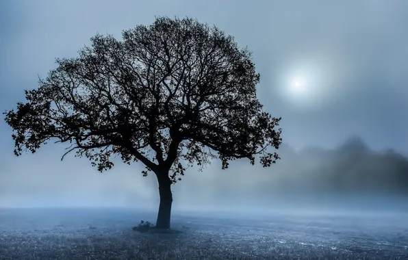 Picture field, night, fog, tree
