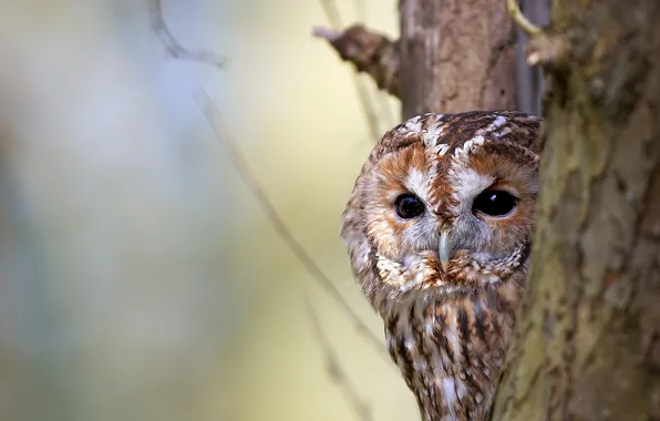Nature, owl, bird