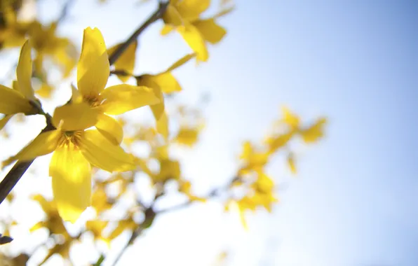 Flowers, spring, flowering