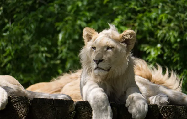 Picture cat, shadow, cub, lion, white lion