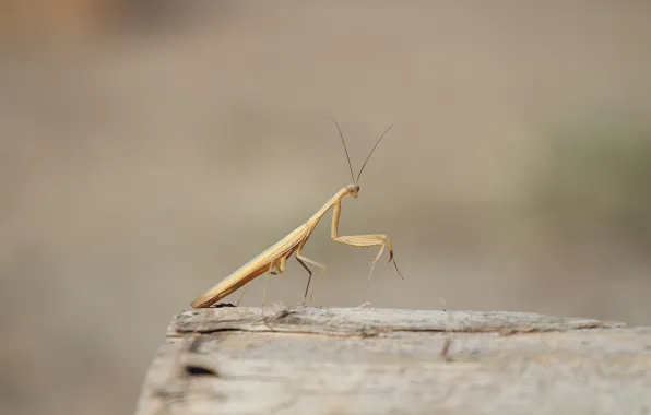 Background, mantis, insect, log