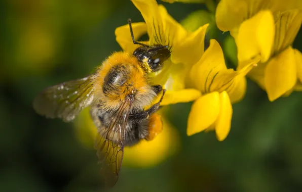 Macro, Flower, Bumblebee, Insect, Macro, Bumblebee, Insect, Close-Up
