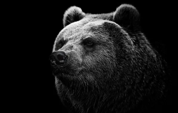 Picture BACKGROUND, WOOL, MOUTH, BLACK, FACE, BEAR, HEAD