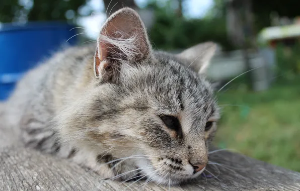 Cat, animal, cat, kitty