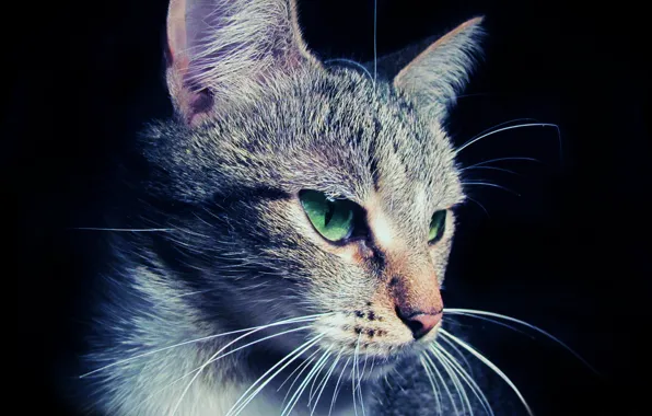 Eyes, face, macro, Cat, wool, ears