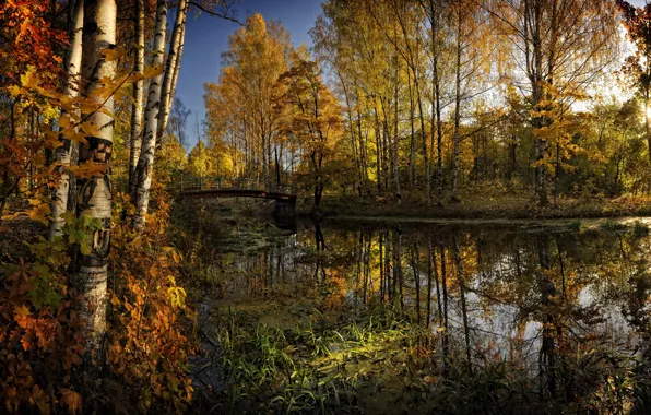 Picture FOREST, WATER, YELLOW, REFLECTION, TREES, RIVER, BRIDGE, PURITY
