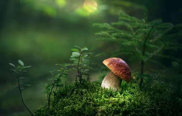 Picture forest, mushrooms, moss, needles, clearing, bokeh, White mushroom