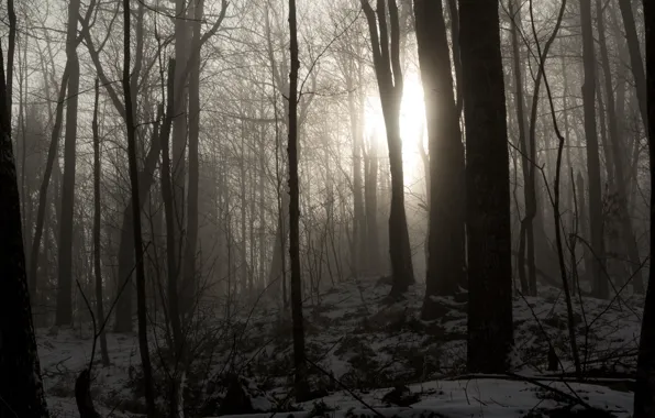 Picture winter, forest, light, snow