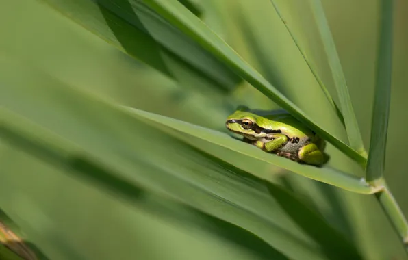 Picture grass, leaves, nature, frog, green