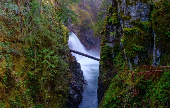Greens, forest, river, rocks, waterfall, moss, Canada, Vancouver
