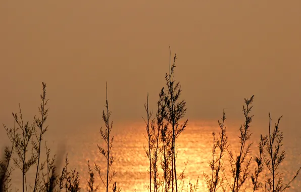 Picture sea, grass, reflection, plant, silhouette, Blik