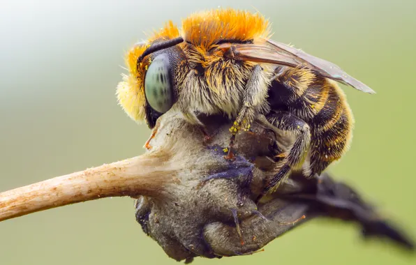 Picture eyes, macro, nature, bee, background, pollen, plant, insect