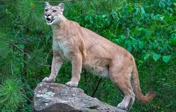 Cat, look, nature, predator, Puma, animals, nature, predator