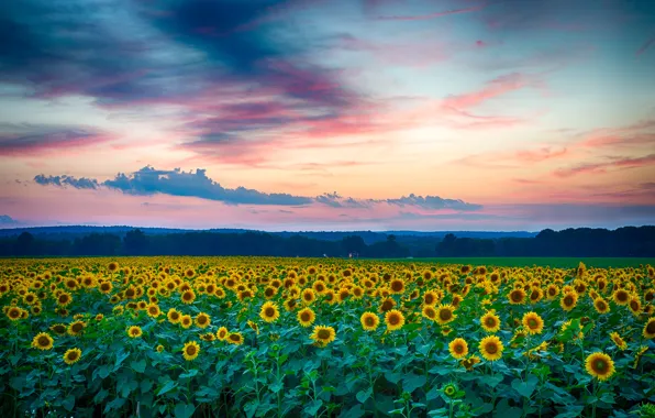 Field, summer, clouds, landscape, sunset, nature, the evening, Sunflowers