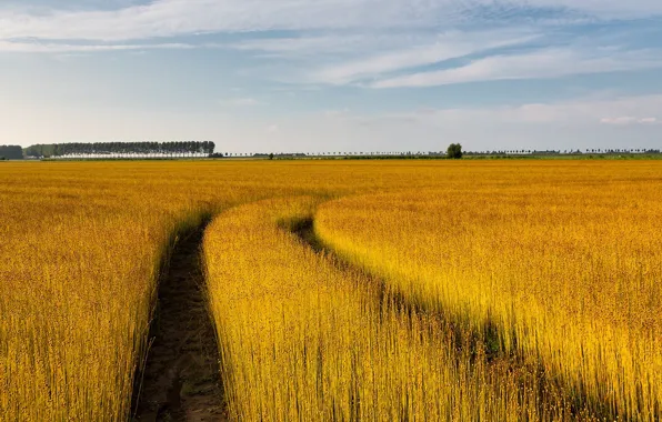 Field, the sky, trail