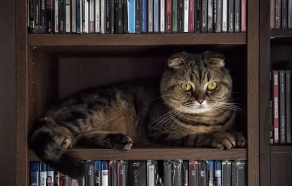 Picture cat, animal, shelves, rack, Edgars Gerskovics