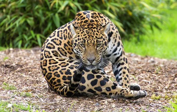 Look, nature, pose, glade, Jaguar, sitting