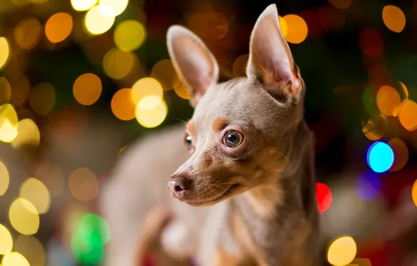 Look, light, lights, pose, background, portrait, dog, Christmas
