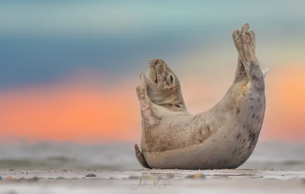 FOCUS, SAND, SURFACE, FINS, SEAL