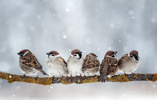 Picture birds, branch, sparrows