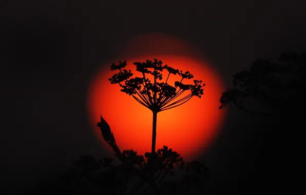 Picture the sun, sunset, plant, silhouette