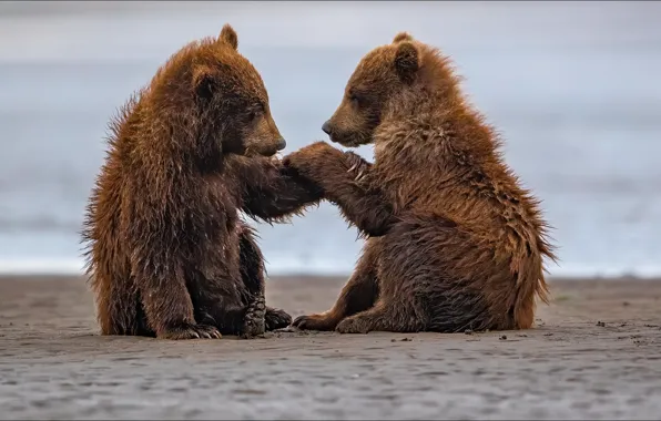 Animals, bears, friendship, animals, two, friendship, friends, handshake