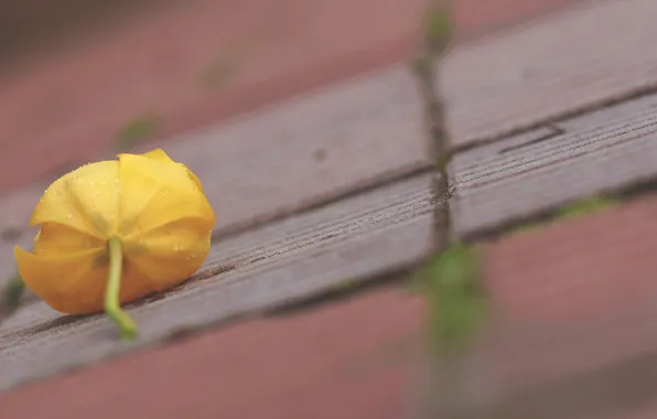 Macro, flowers, background