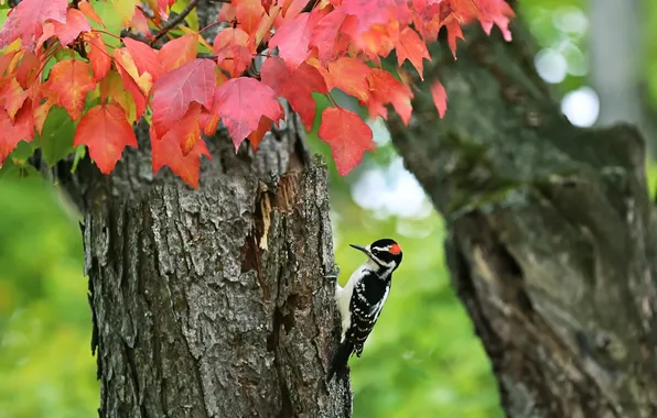 Autumn, tree, bird