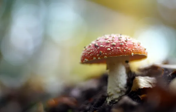 Autumn, nature, mushrooms
