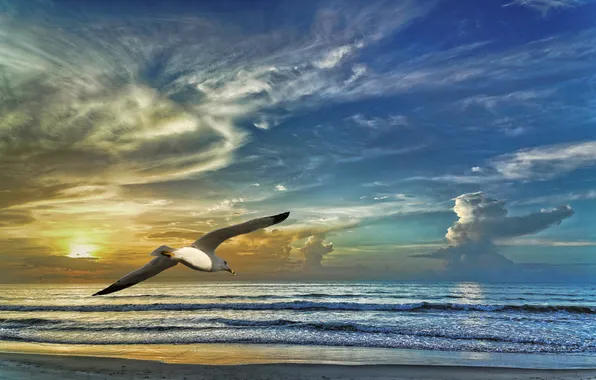 Picture sea, wave, the sky, clouds, bird, shore, Seagull