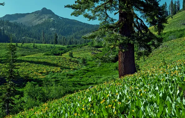 Picture forest, flowers, mountains, nature, valley, pine
