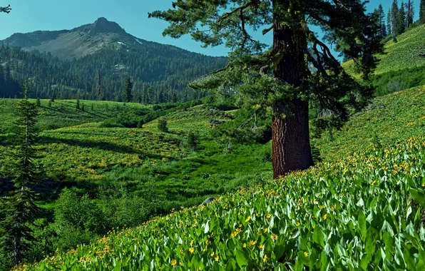 Forest, flowers, mountains, nature, valley, pine