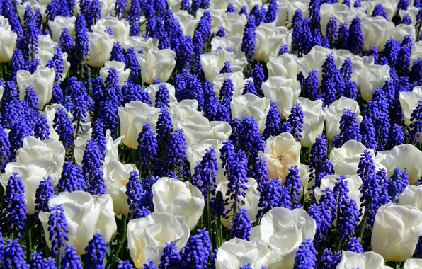 Picture white, flowers, tulips, hyacinth mouse