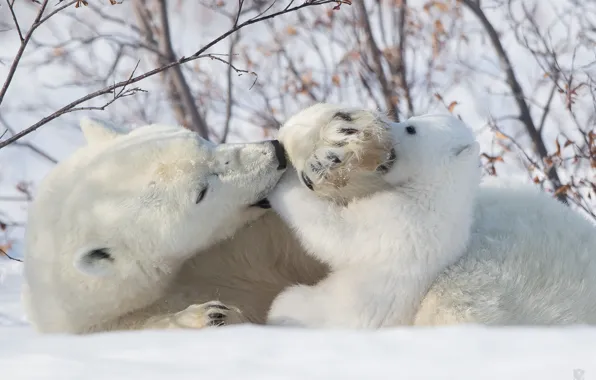 Snow, the game, bear, bear, fun, Polar bears, Polar bears