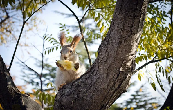 TREE, TRUNK, PAWS, PROTEIN, BRANCHES, FOOD, BARK, EARS