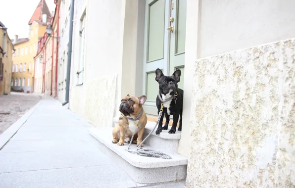 Dogs, street, walk, a couple, French bulldogs, leashes