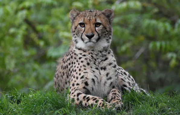 Grass, face, nature, Cheetah, lies