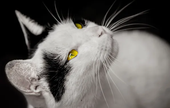 Picture cat, eyes, look, yellow, white, black spots