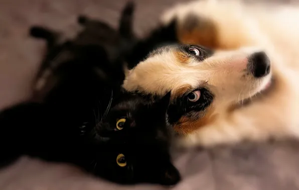 Cat, cat, look, pose, together, black, dog, blur
