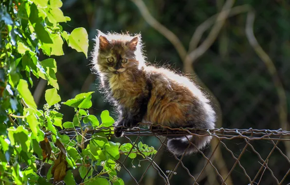 Cat, leaves, the fence, fluffy, kitty, cat