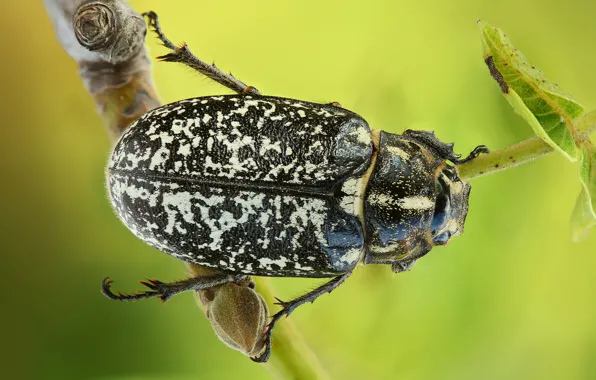 Macro, beetle, insect