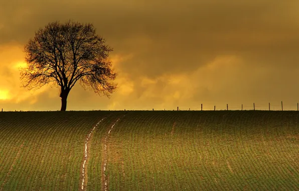 Field, the sky, clouds, trees