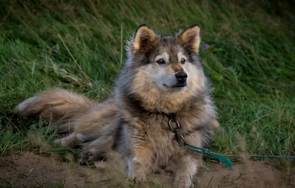 Picture dog, Nadezhda Demkina, Nenets husky
