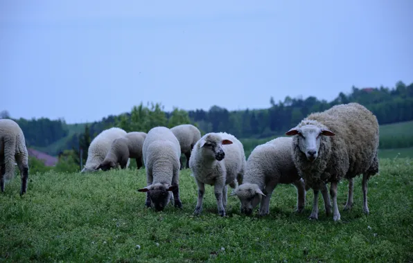 Field, forest, the sky, grass, sheep, pasture, meadow, sheep