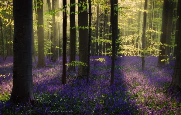 Picture light, trees, flowers, nature, spring