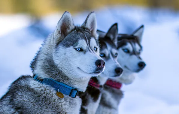 Winter, dogs, look, face, snow, portrait, dog, collar