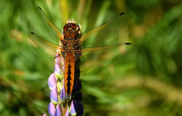 Summer, macro, nature, dragonfly